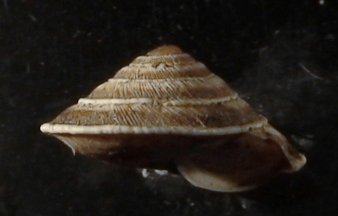 Trochoidea(Trochoidea)elegans (Gmelin, 1791)
